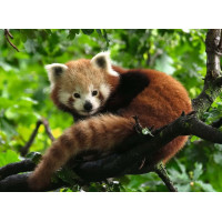 RAVENSBURGER Puzzle Panda červená 500 dielikov