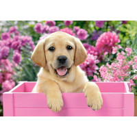 CASTORLAND Puzzle Labrador v ružovom boxe 300 dielikov