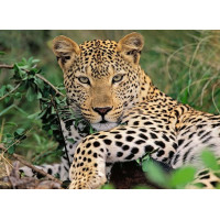 RAVENSBURGER Puzzle Leopard XXL 100 dielikov