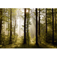 Moderné fototapety - Magický les - 360x254 cm
