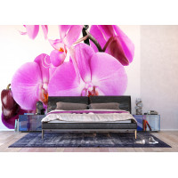 Moderné fototapety - Fialová orchidea - 360x254 cm