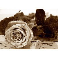 Moderné fototapety - Čiernobiela ruža - 360x254 cm