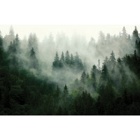 Moderné fototapety - Magický les - 155x110 cm