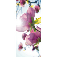 Moderné fototapety - Magnólia - 90x202 cm