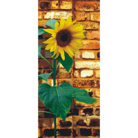 Moderné fototapety - Slnečnica - 90x202 cm