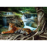 Moderné fototapety - Tiger pri vodopáde - 155x110 cm