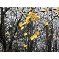 Moderné fototapety - Jesenné lístie - 360x270 cm