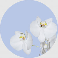 Moderné fototapety - Orchidea na modrom pozadí - okrúhla - 140 cm