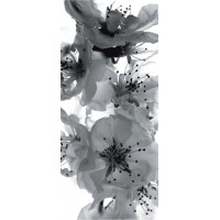 Moderné fototapety - Kvety sakury - čiernobiele - 90x202 cm