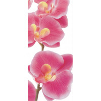 Moderné fototapety - Ružové orchidey - 90x202 cm