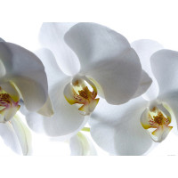 Moderné fototapety - Biela orchidea - 360x270 cm
