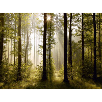 Moderné fototapety - Magický les - 360x270 cm