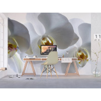 Moderné fototapety - Biela orchidea - 360x270 cm