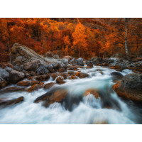 Moderné fototapety - Rieka v jesennom lese - 360x270 cm