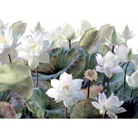 Moderné fototapety - Biele lotosy - 360x270 cm