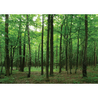 Moderné fototapety - Les - 155x110 cm