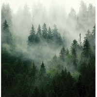 Moderné fototapety - Magický les - 225x270 cm
