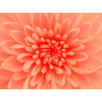 Deka HARMONY 3D kvet 150x200 cm - oranžová