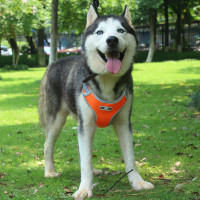 Beztlakový postroj pre psa ASTRO - pomarančový - rozmer L