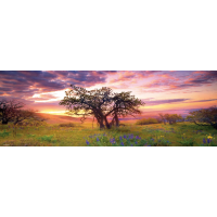HEYE Panoramatické puzzle Dub, Columbia Hills State Park 2000 dielikov