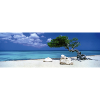 HEYE Panoramatické puzzle Strom Divi Divi (Aruba, Antily) 1000 dielikov