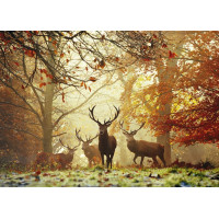 HEYE Puzzle Kúzelné lesy: Jelene 1000 dielikov