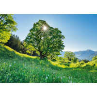 SCHMIDT Puzzle Platan 1000 dielikov
