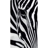 Dizajnový záves - Zebra - 140x245 cm