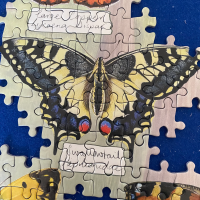 GIBSONS Puzzle Nádherní motýlikovia 1000 dielikov