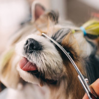 Nožnice na úpravu psov