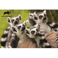 PRIME 3D Puzzle Animal planét: Lemur kata 3D 150 dielikov