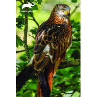 PRIME 3D Puzzle Animal planét: Luniak červený 3D 150 dielikov