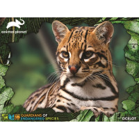 PRIME 3D Puzzle Animal planét: Ohrozené druhy - Ocelot 3D 100 dielikov