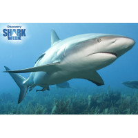 PRIME 3D Puzzle Žralok Perezov 3D 150 dielikov