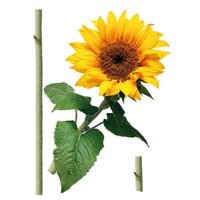 Dizajnová samolepka SLNEČNICA 65x85 cm