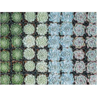 Galison Obojstranné puzzle Sukulenty 500 dielikov