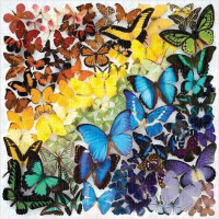 Galison Puzzle Dúhoví motýle 500 dielikov