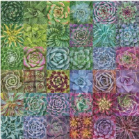 Galison Puzzle Farebné sukulenty 500 dielikov