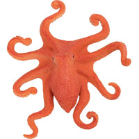 Mojo Chobotnice
