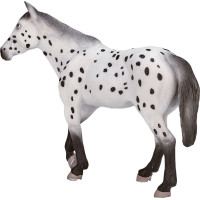 Mojo Appaloosa žrebec