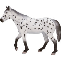 Mojo Appaloosa žrebec