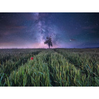 RAVENSBURGER Puzzle Nočná obloha nad obilným poľom 1500 dielikov