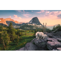 RAVENSBURGER Puzzle Alpská koza s mláďaťom 3000 dielikov