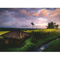 RAVENSBURGER Puzzle Ryžové polia na Bali 500 dielikov