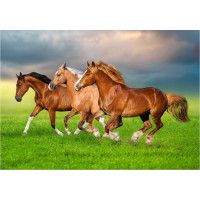 CASTORLAND Puzzle Kone v jarnom zhone 500 dielikov