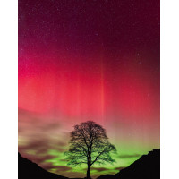 HEYE Puzzle Power of Nature: Sycamore Gap 1000 dielikov