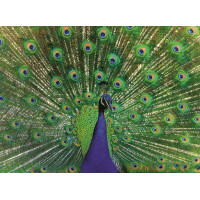 RAVENSBURGER Puzzle Majestátny páv 500 dielikov