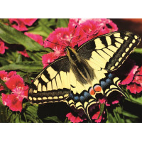 RAVENSBURGER Puzzle Krásny motýlik 500 dielikov