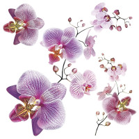 Moderná samolepka na stenu - Orchidey - 30x30 cm