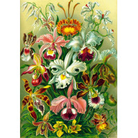 GOOD LOOT Puzzle Imagination: Ernst Haeckel - Orchidea 1000 dielikov